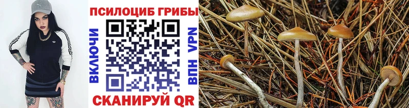 Галлюциногенные грибы Psilocybe блэк спрут зеркало Выкса